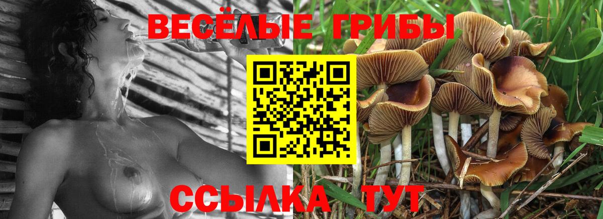 Псилоцибиновые грибы Cubensis Кисловодск